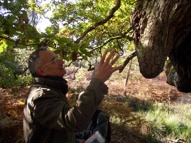Arbres remarquables 03